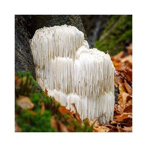 Pure Lion's Mane  90 Capsules