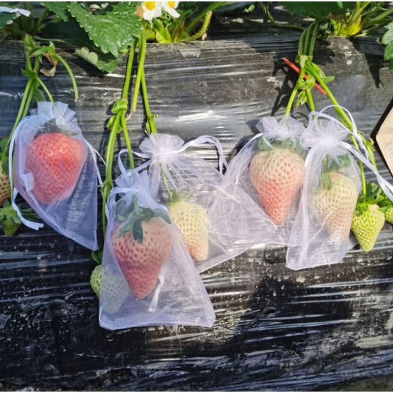 20/50/100PCS Vegetable and Fruit Protection Bag Pest Control Bird-proof Mesh Bag Strawberry Grape Orchard Bagging Mesh Cover