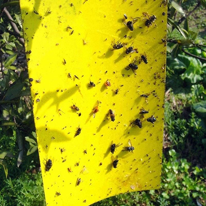 5 Pcs Insect Trap Large Area Hanging Sticky Glue Boards
