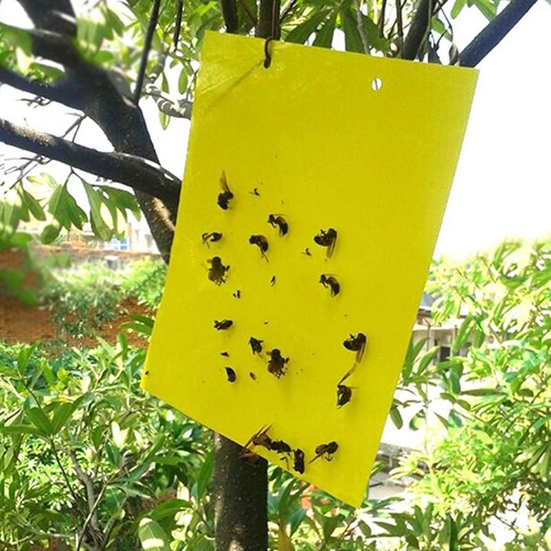 5 Pcs Insect Trap Large Area Hanging Sticky Glue Boards