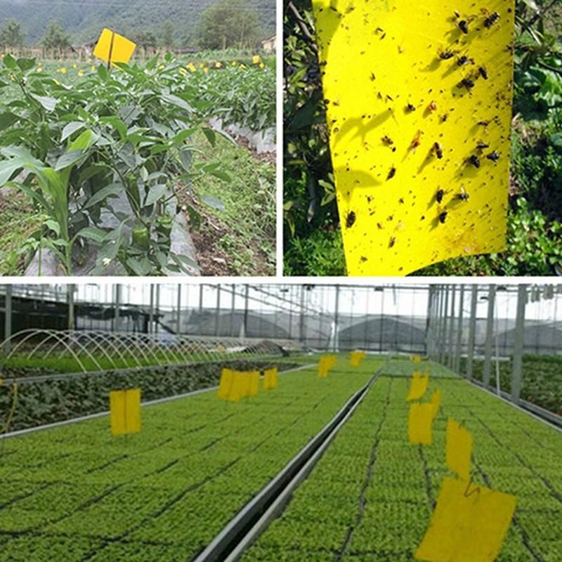 5 Pcs Insect Trap Large Area Hanging Sticky Glue Boards