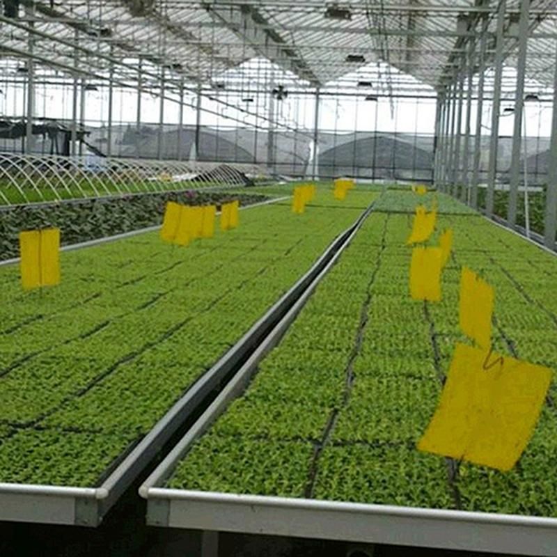 5 Pcs Insect Trap Large Area Hanging Sticky Glue Boards