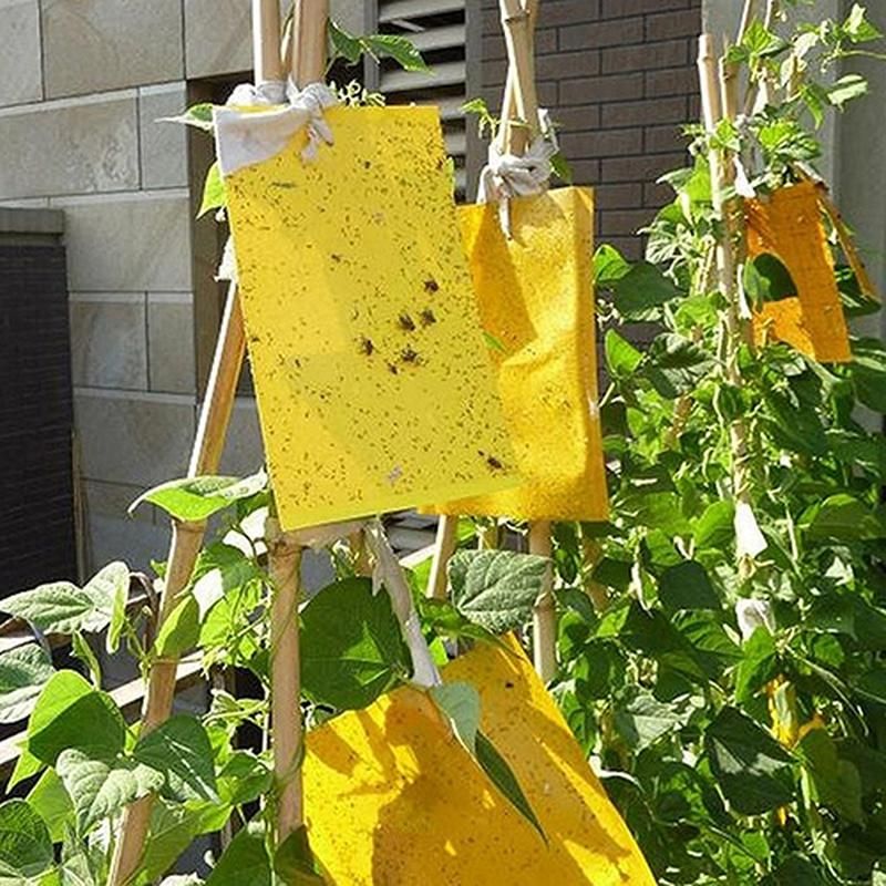 5 Pcs Insect Trap Large Area Hanging Sticky Glue Boards