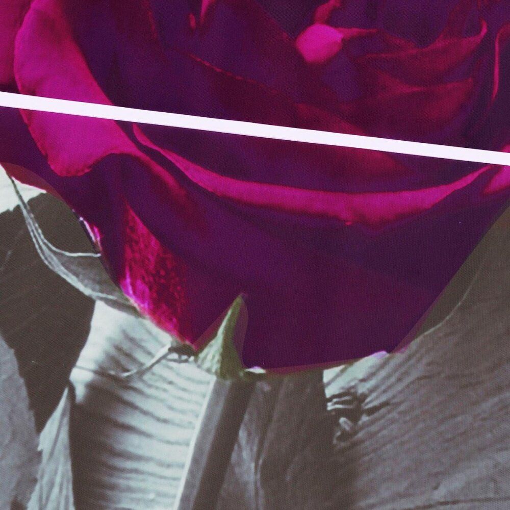 Plum Purple Rose Floral Canvas Black White Wall Art Picture Wide XL Flower Gift