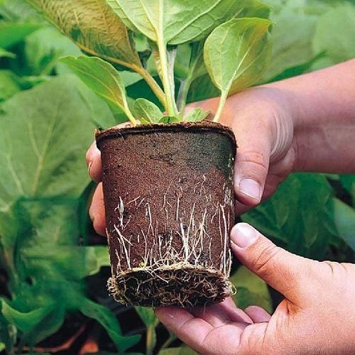 Seedling Tray Tray 10 Square Peat Pots 1 Seedling