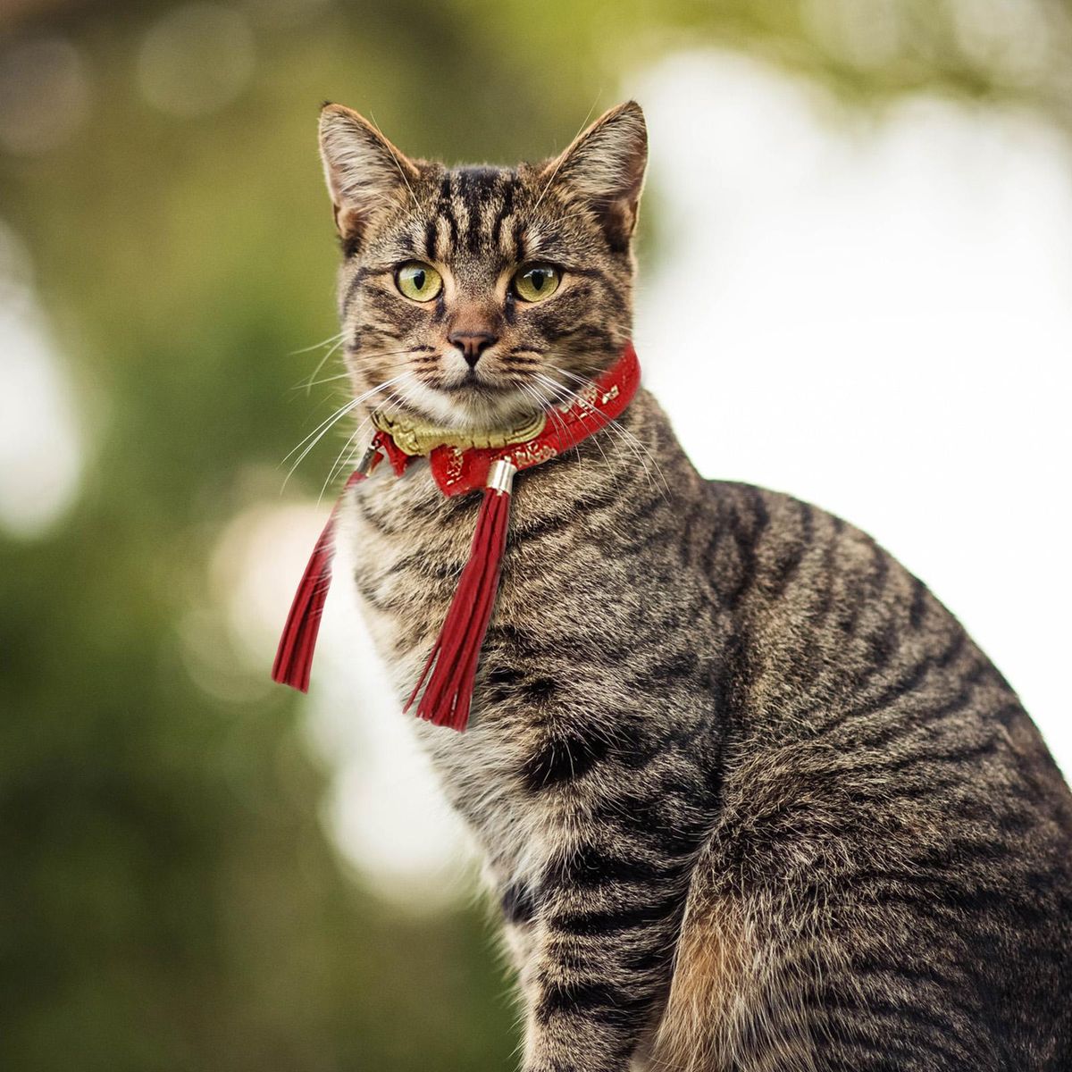 Cute Pet Collar Cat Bow Tie Dress Up Puppy Clothing New Year Party Red