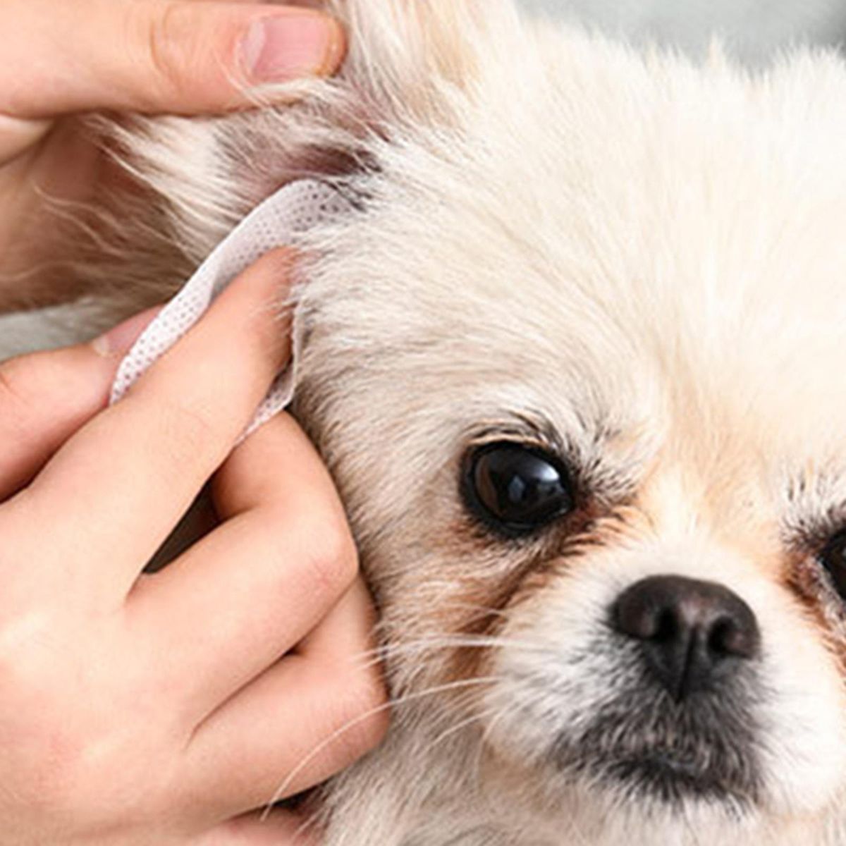 Soft Pet Cleaning  Dog Wet  Grooming Ear 130pcs