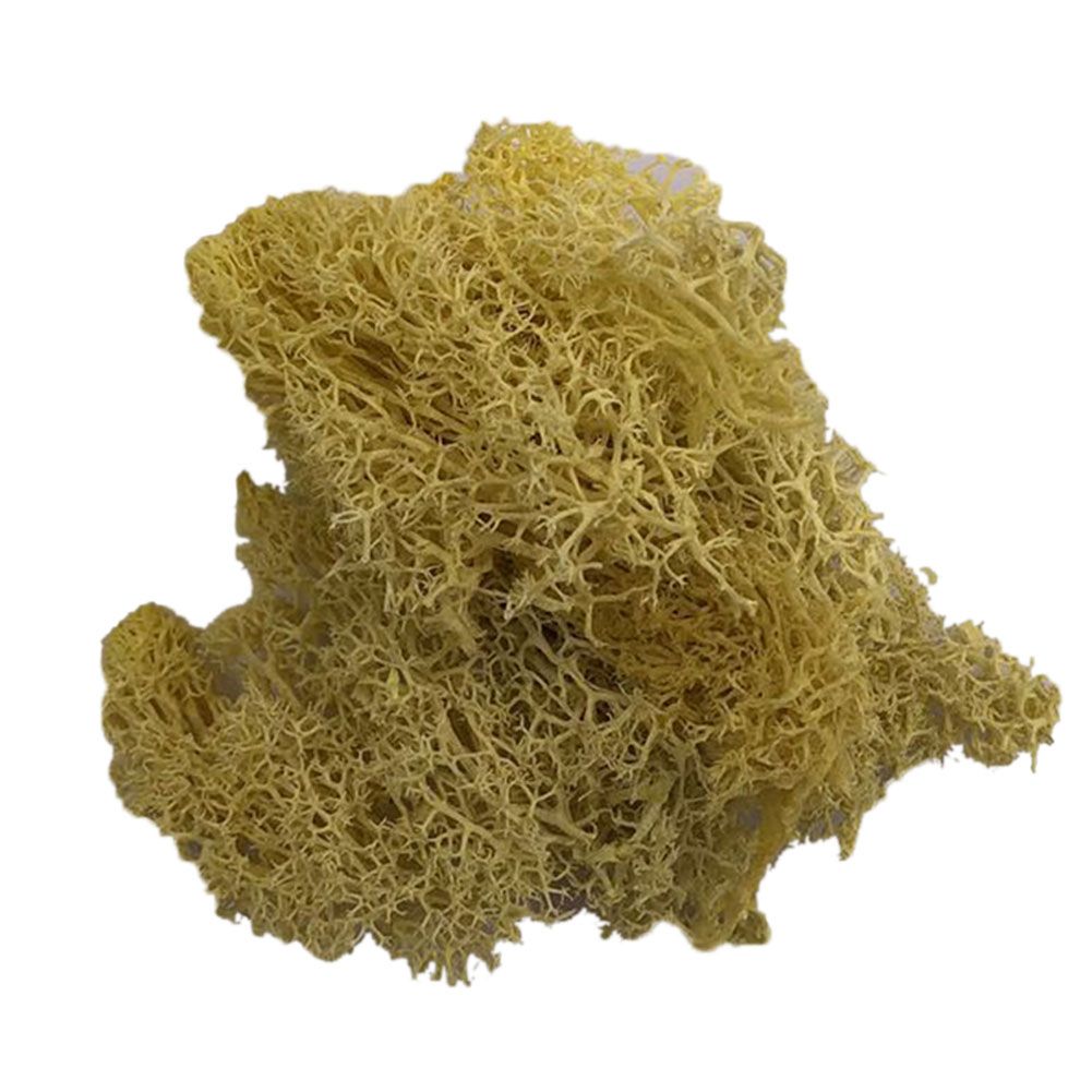 Artificial Plant Preserved Flower Reindeer Moss DIY-Yellow
