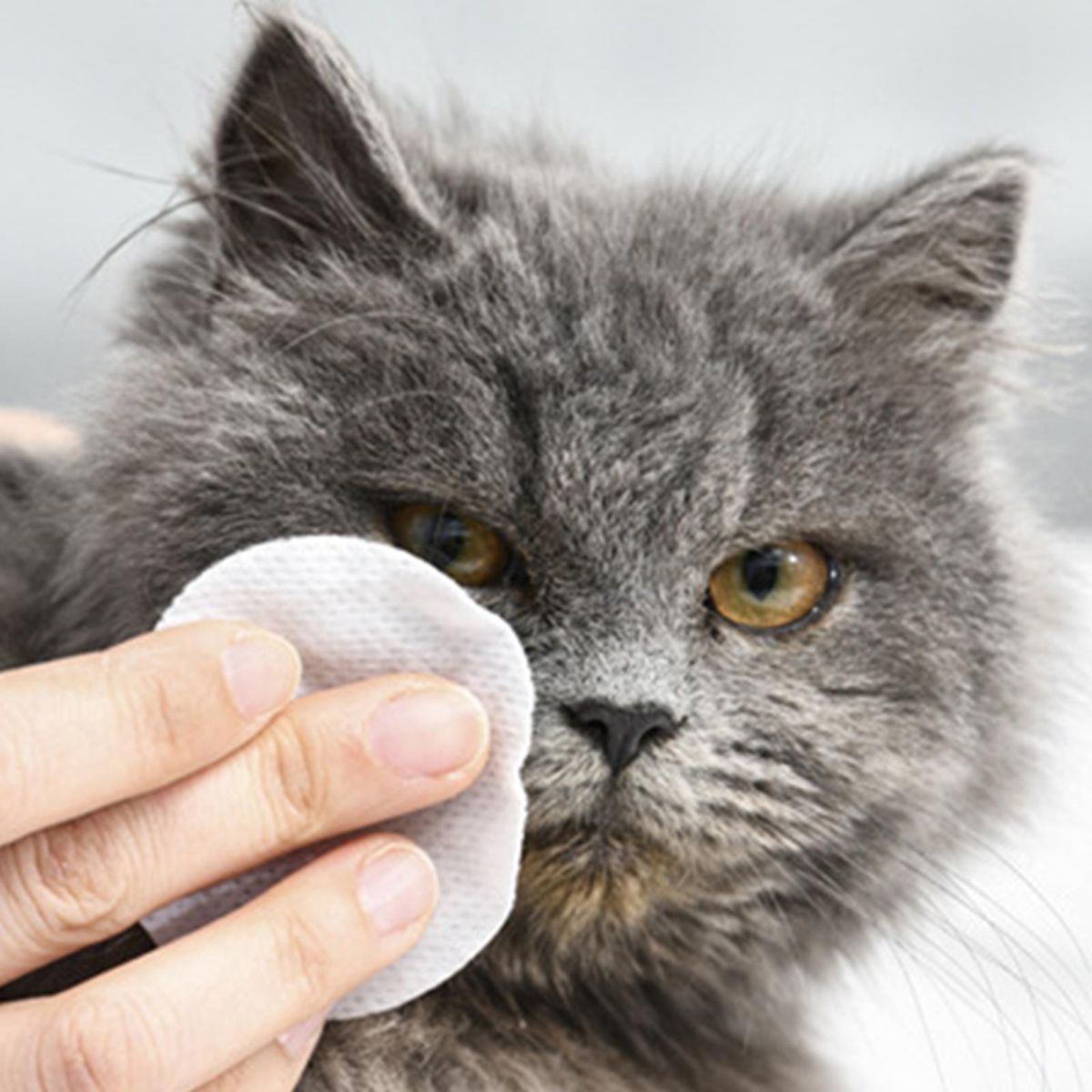 Soft Pet Cleaning Wipes Cat Stain Remover Dog Wet Wipes  130pcs