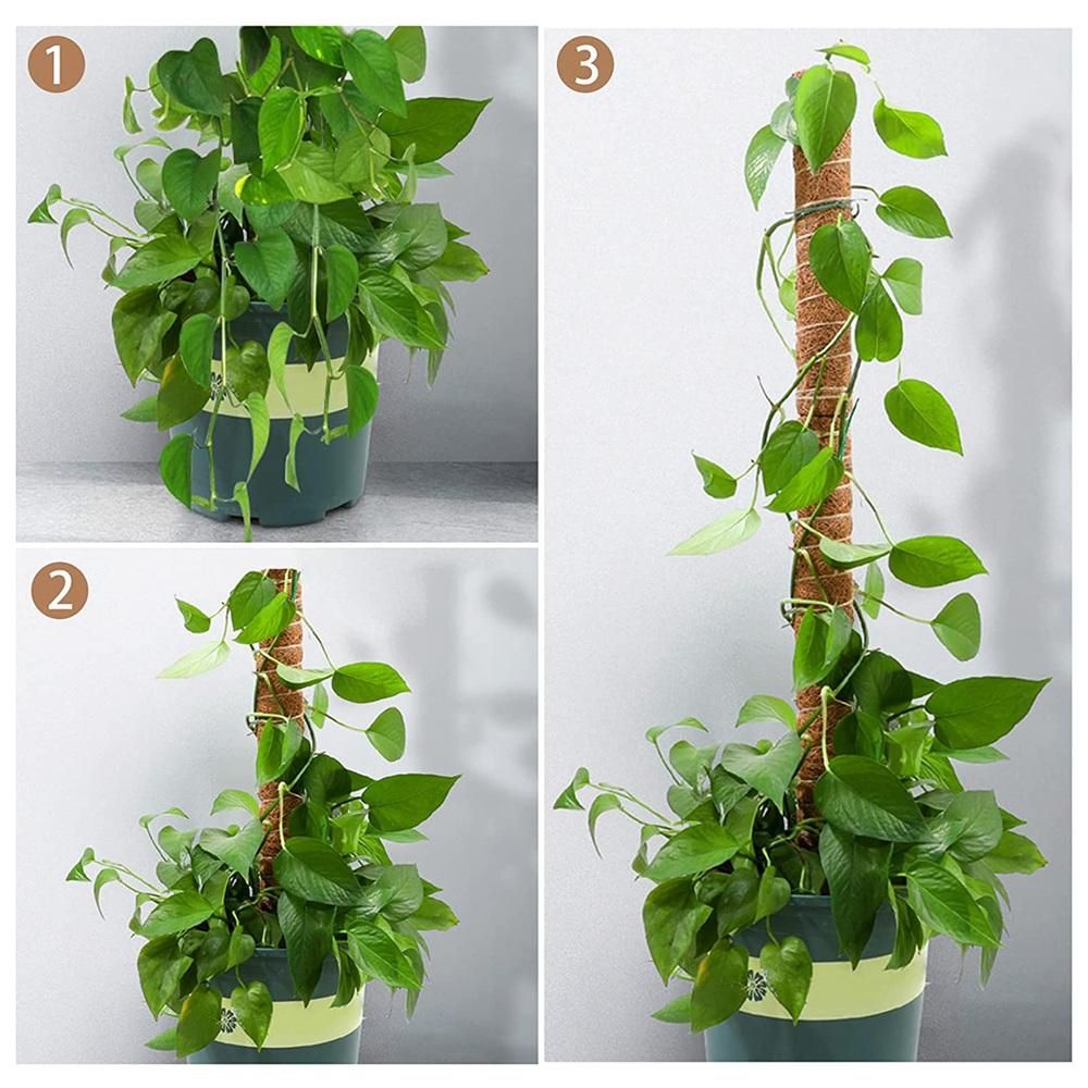 Moss Rod Spiral Totem Plant Support for Climbing Plants
