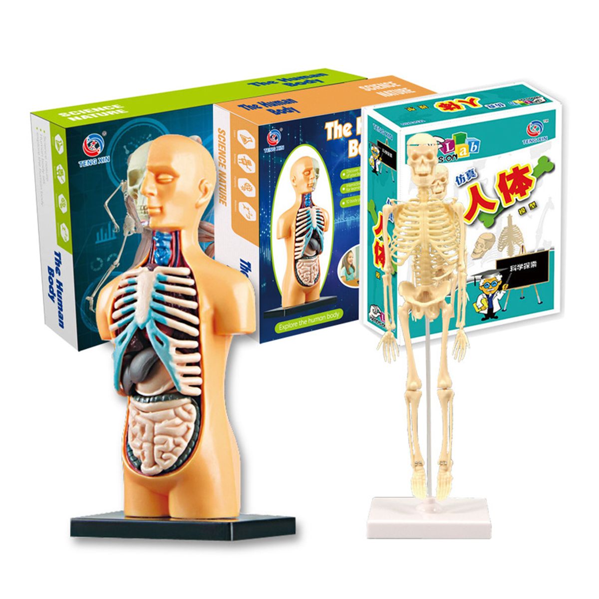 Human Body Model Organs Simple Assembly Learning Tool Kit