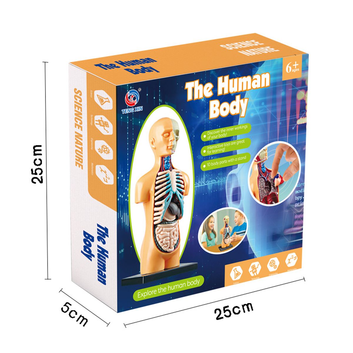 Human Body Model Organs Simple Assembly Learning Tool Kit