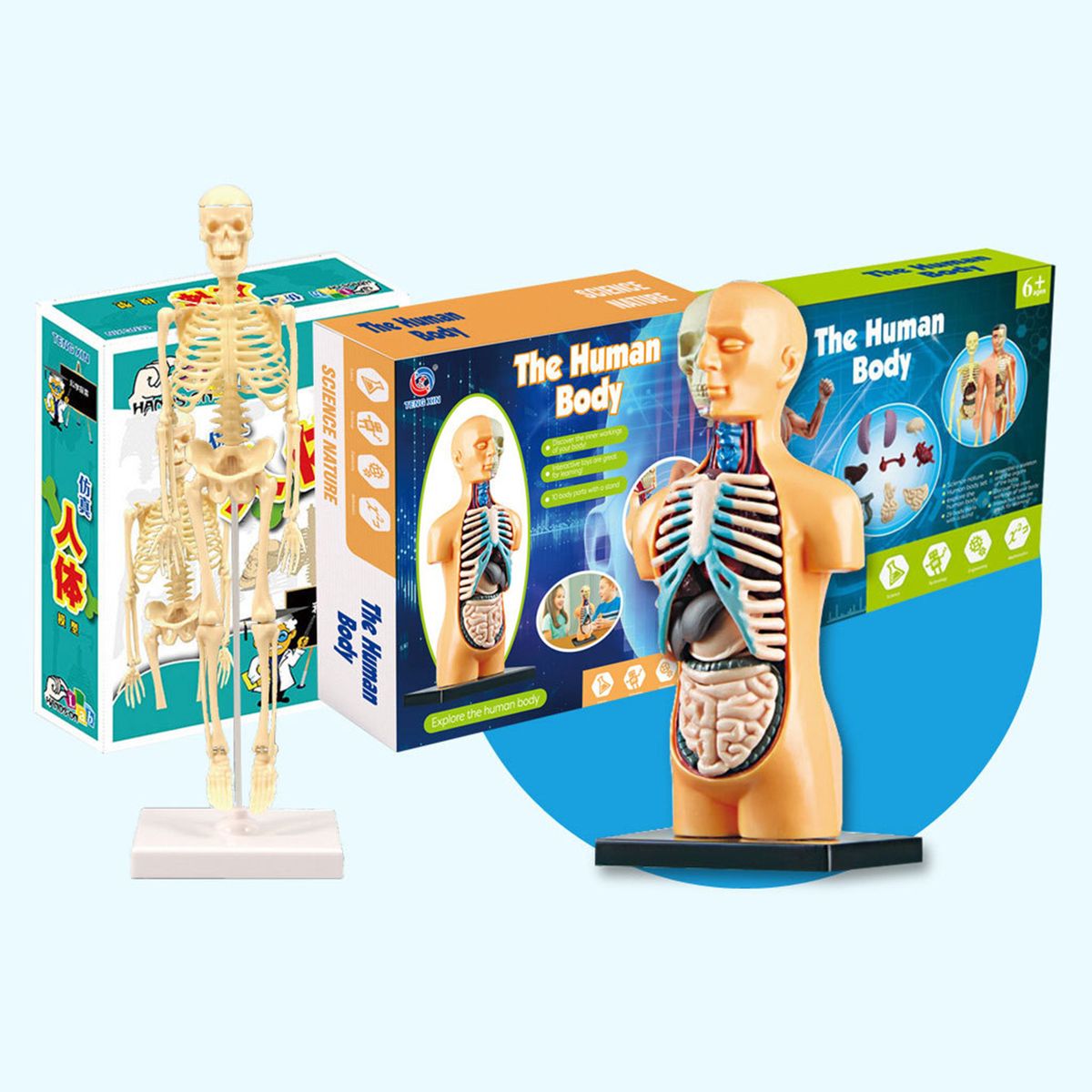 Human Body Model Organs Simple Assembly Learning Tool Kit