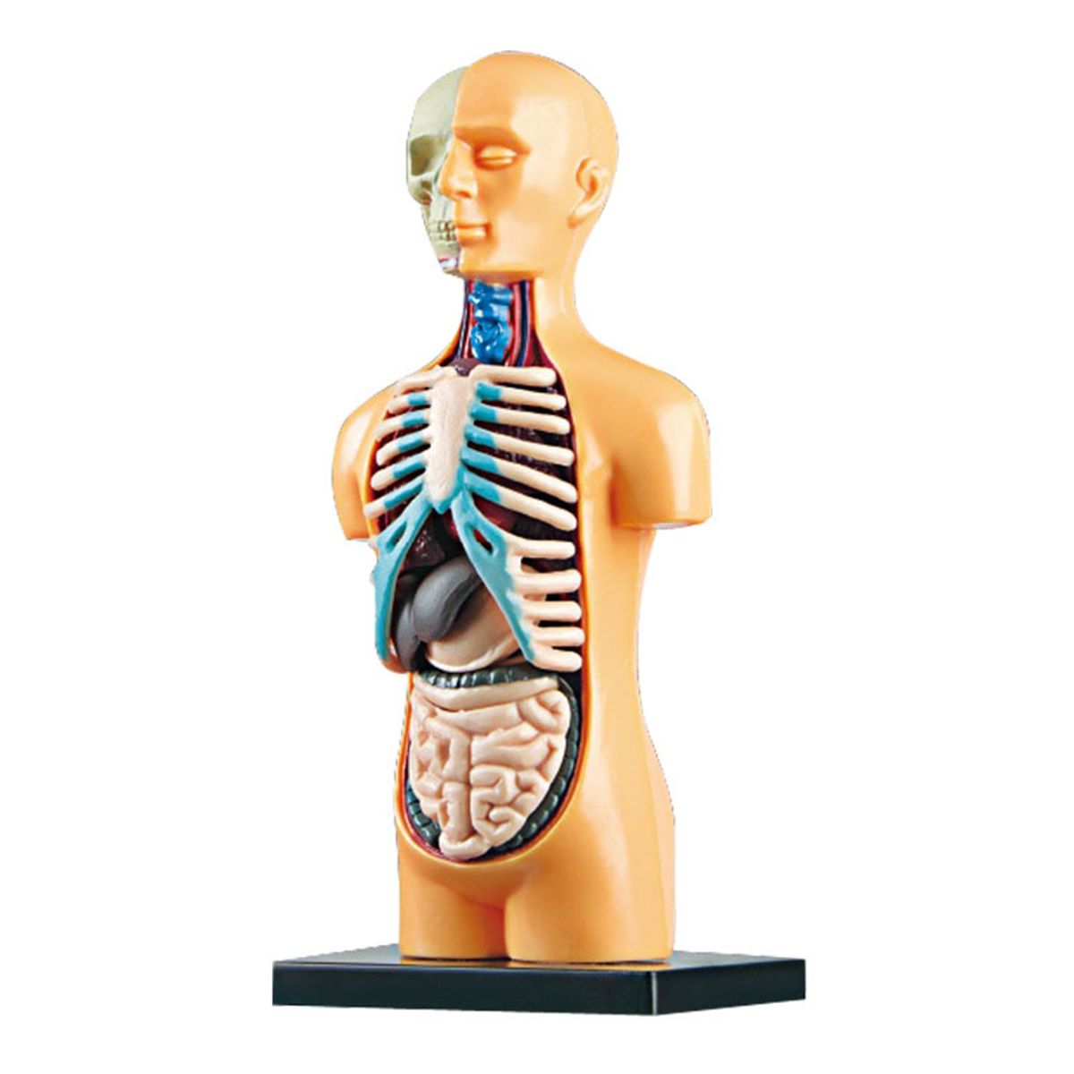 Human Body Model Organs Simple Assembly Learning Tool Kit