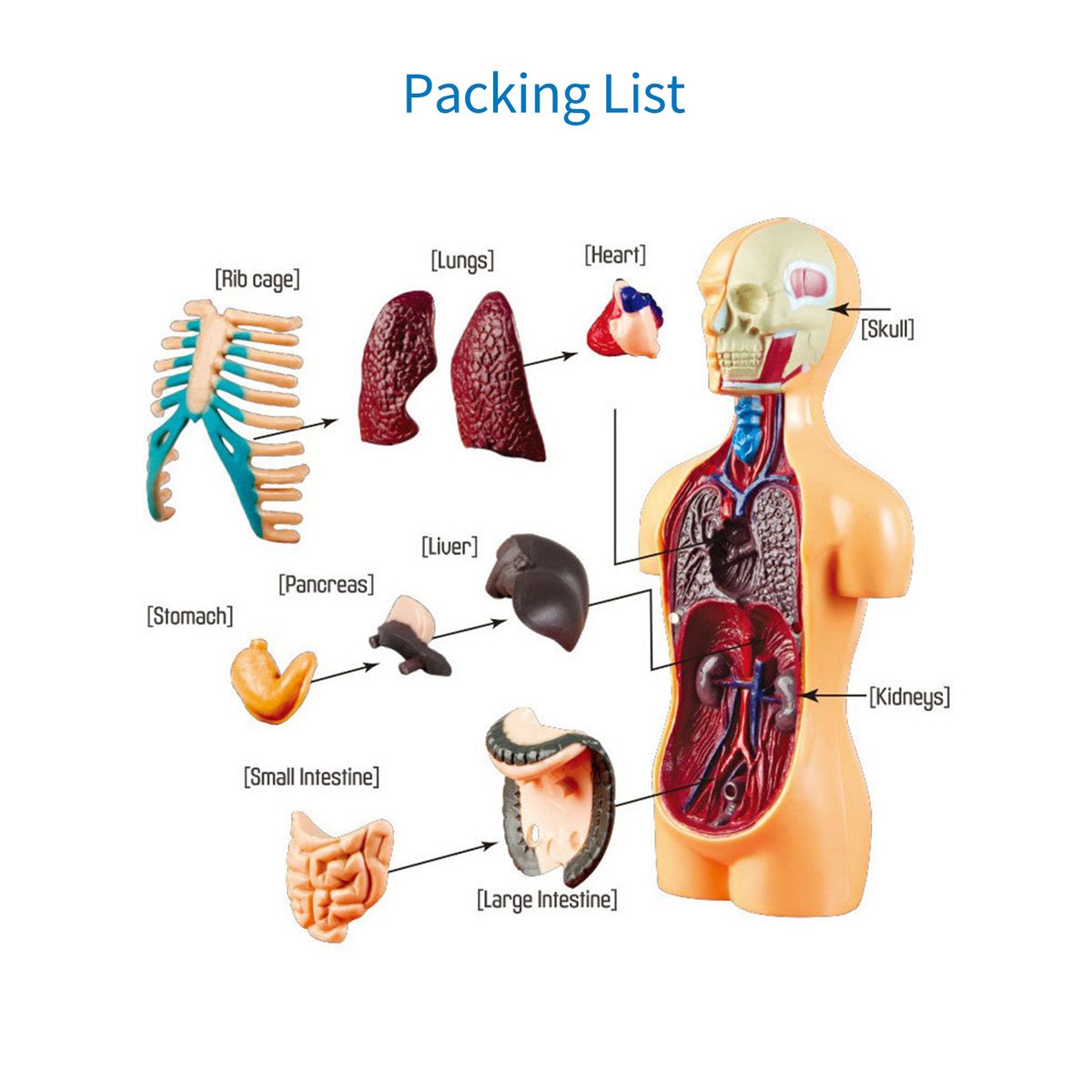 Human Body Model Organs Simple Assembly Learning Tool Kit