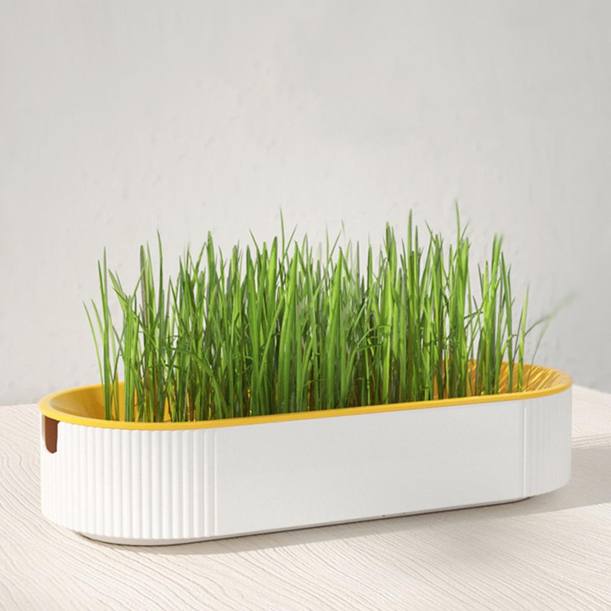 Grow Tray Wheatgrass Growing Trays Catnip Yellow