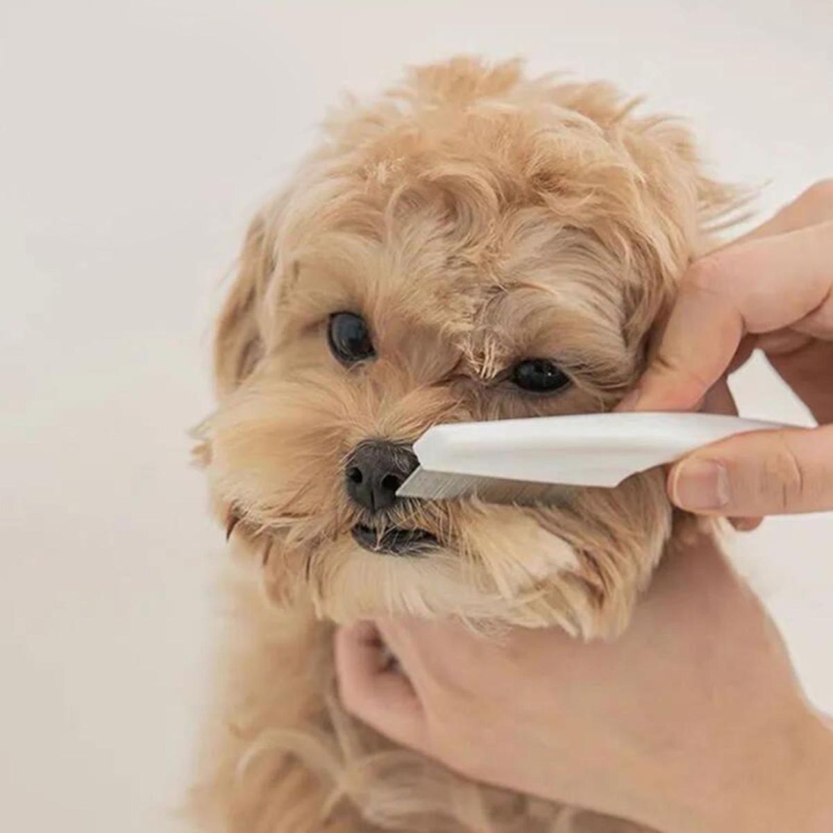 Cat Grooming Brush Pet Cat Dog Hair Grooming Comb White