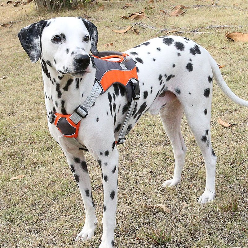 Dog Chest Back Leash, S