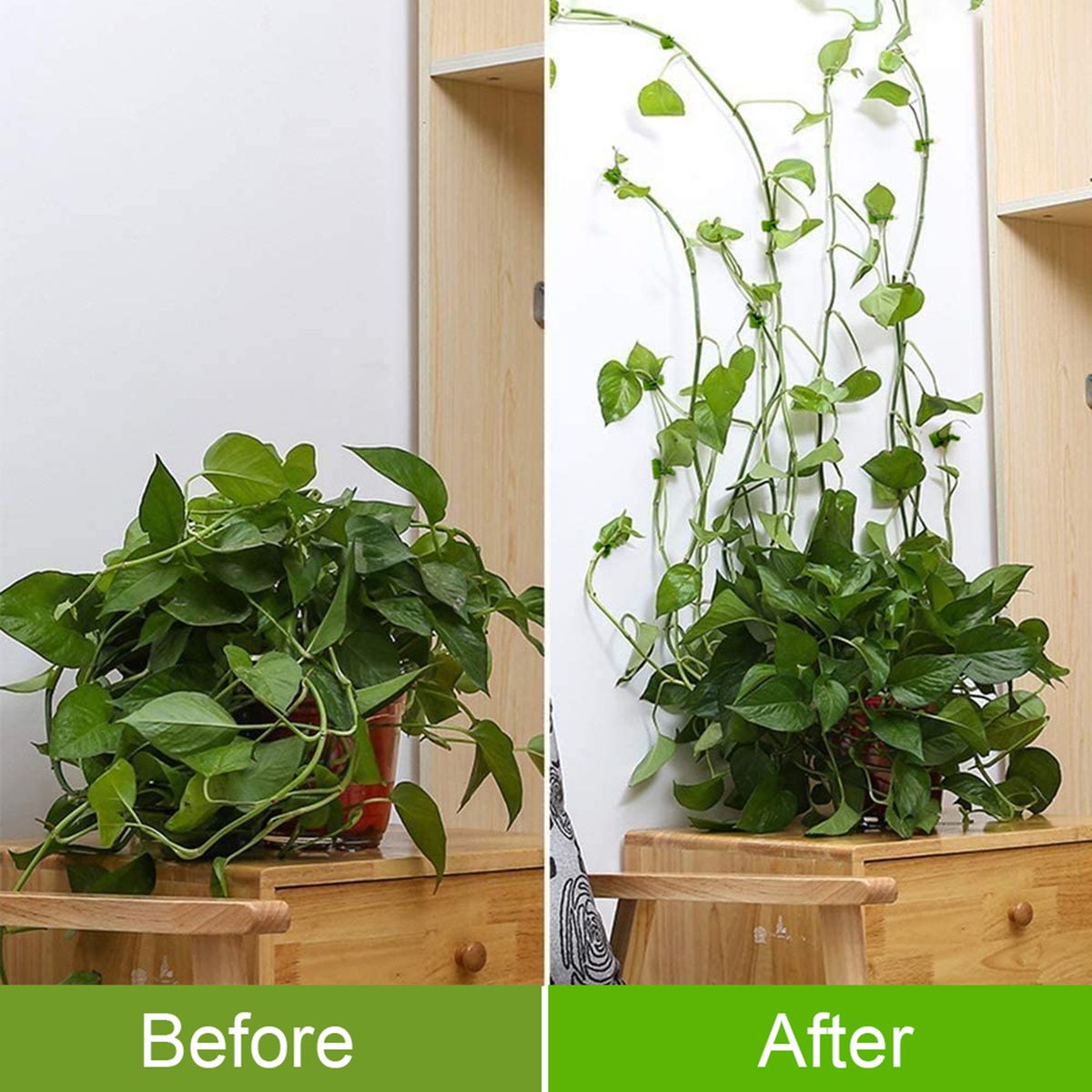 Green Plants Wall-Climbing Holder Self-Adhesive Hook Cirrus