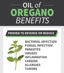 Oregano Oil  30ml - 12pcs