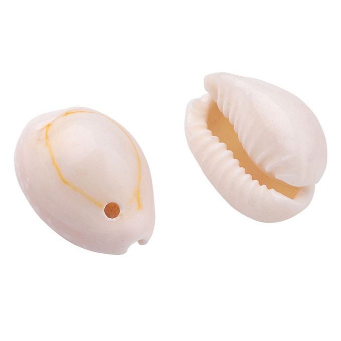 About 120150Pcs Natural Cowrie Beach Sea Shells 912mm Natural Spiral