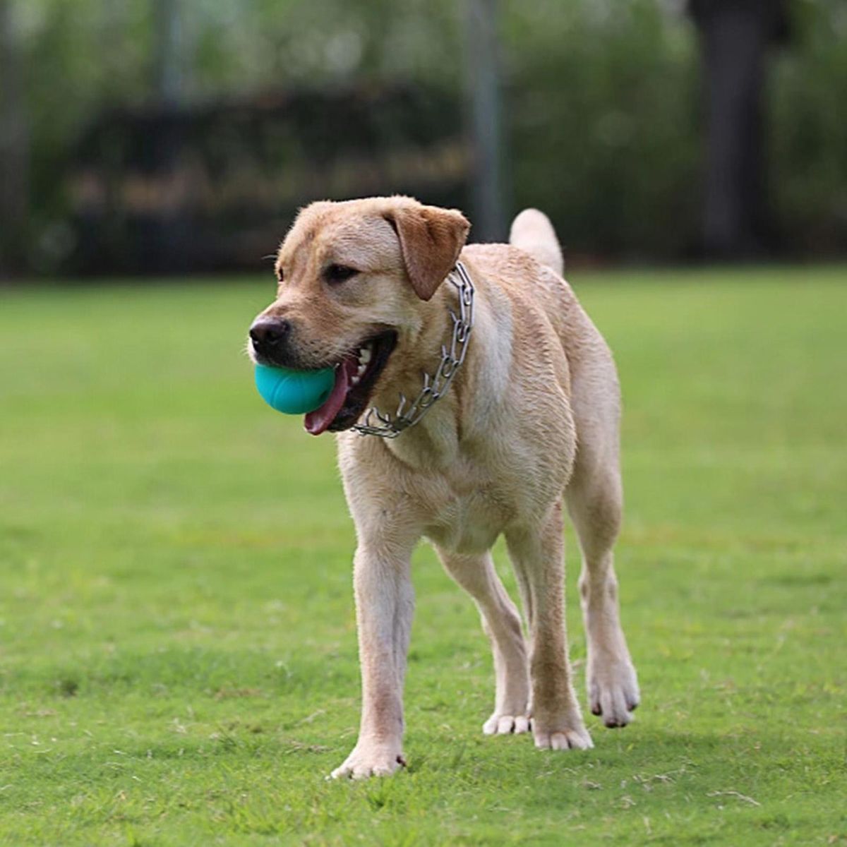 Food Control Dog Toy Ball Pet Food Leakage Ball Relieve for Gum Blue