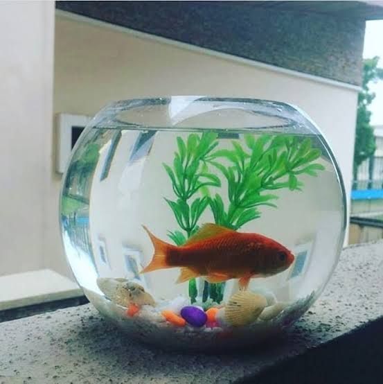 Fish Bowl Vase Decorative Centerpiece - Large