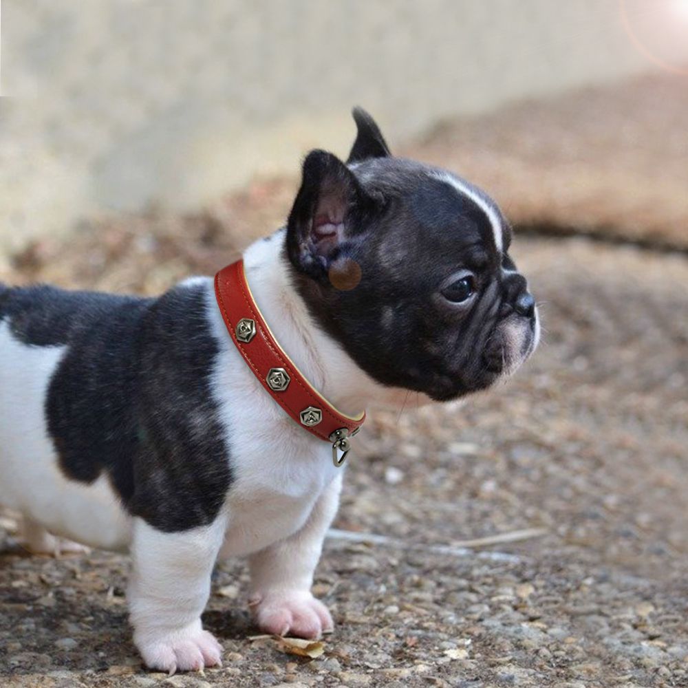 High Quality Dog Collar Real Leather Puppy Dogs Collars