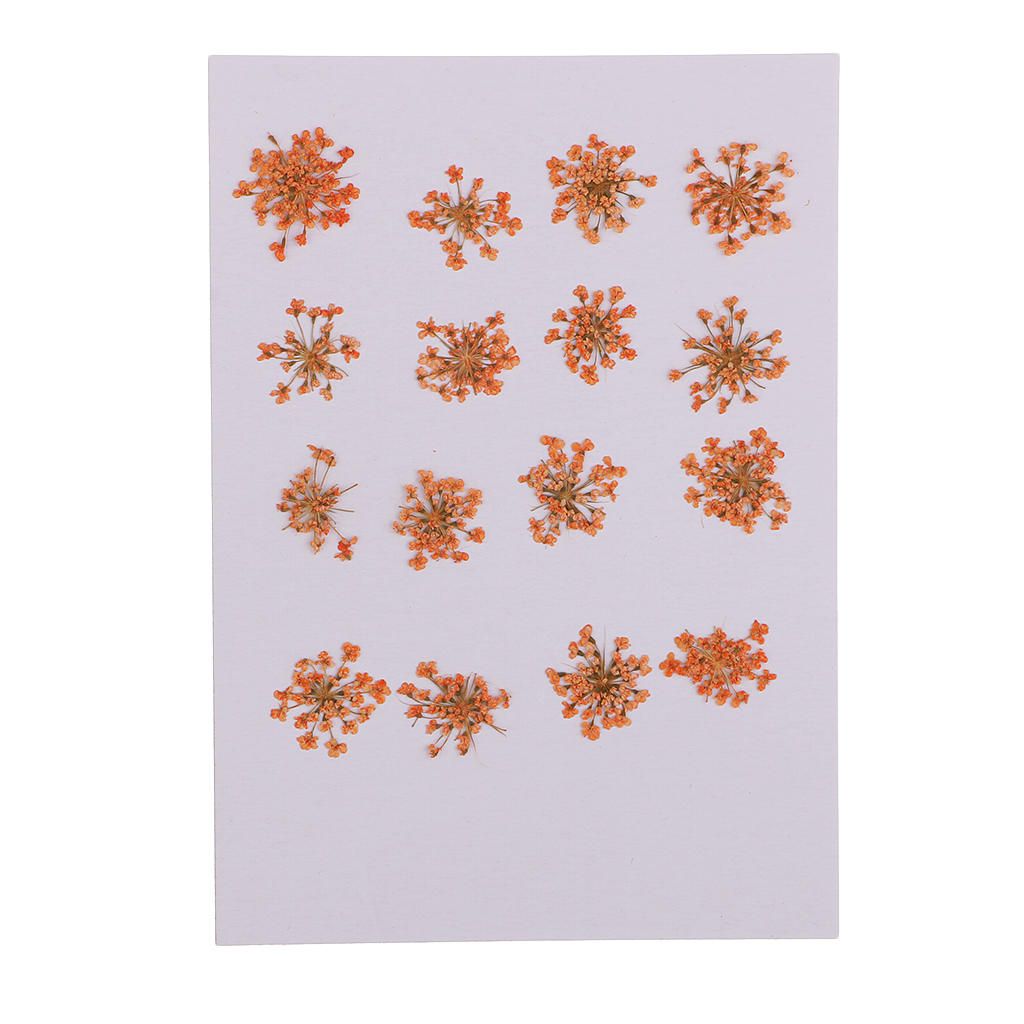 Pressed Dried Flowers 16pcs Dried Natural For Resin Jewelry Craft DIY