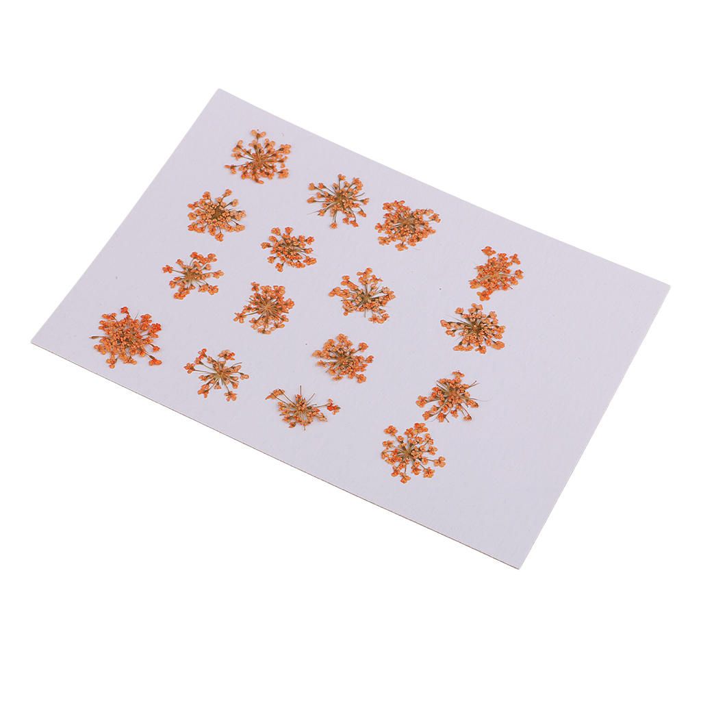 Pressed Dried Flowers 16pcs Dried Natural For Resin Jewelry Craft DIY