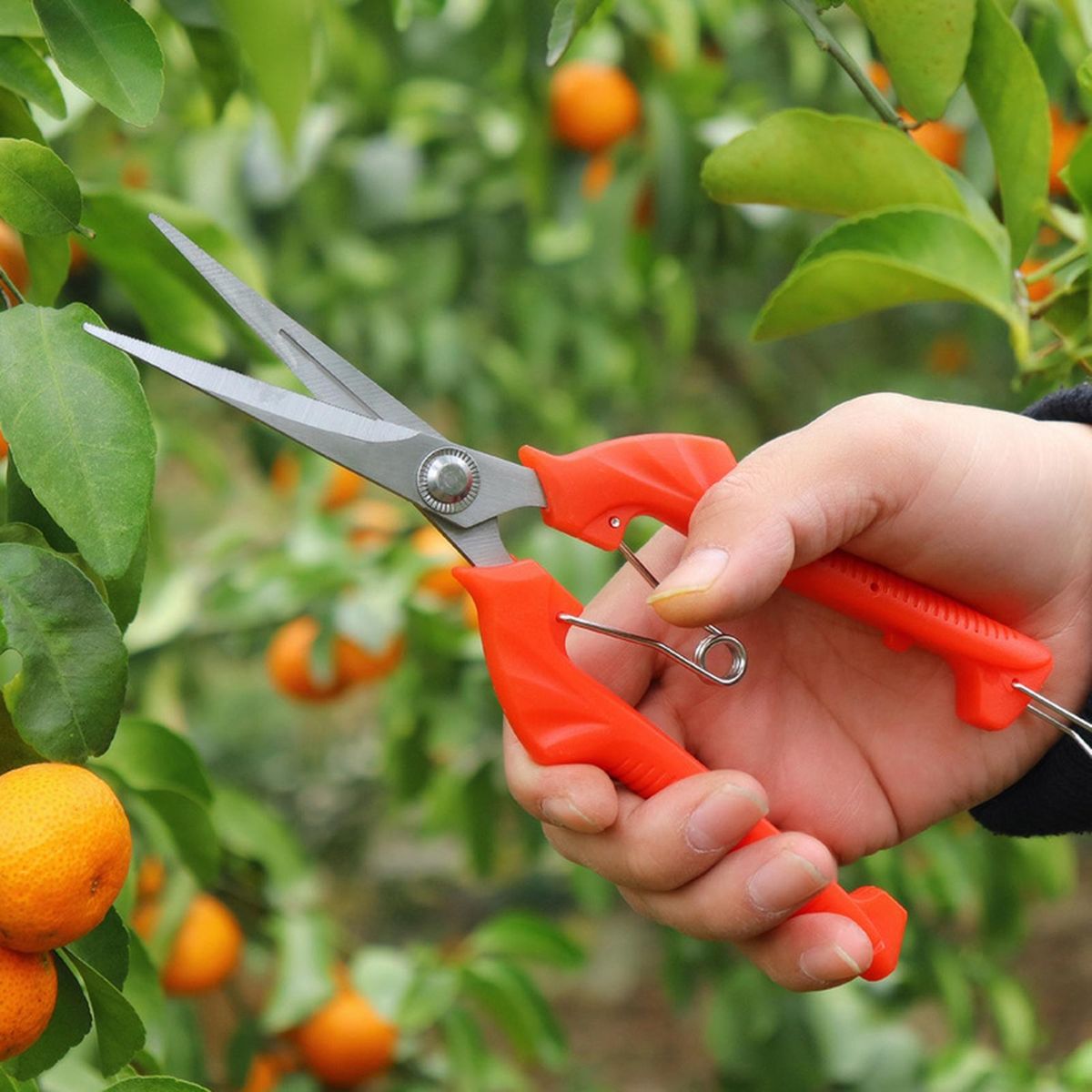 Branch Pruner Pruning Shear Gardening Cutter