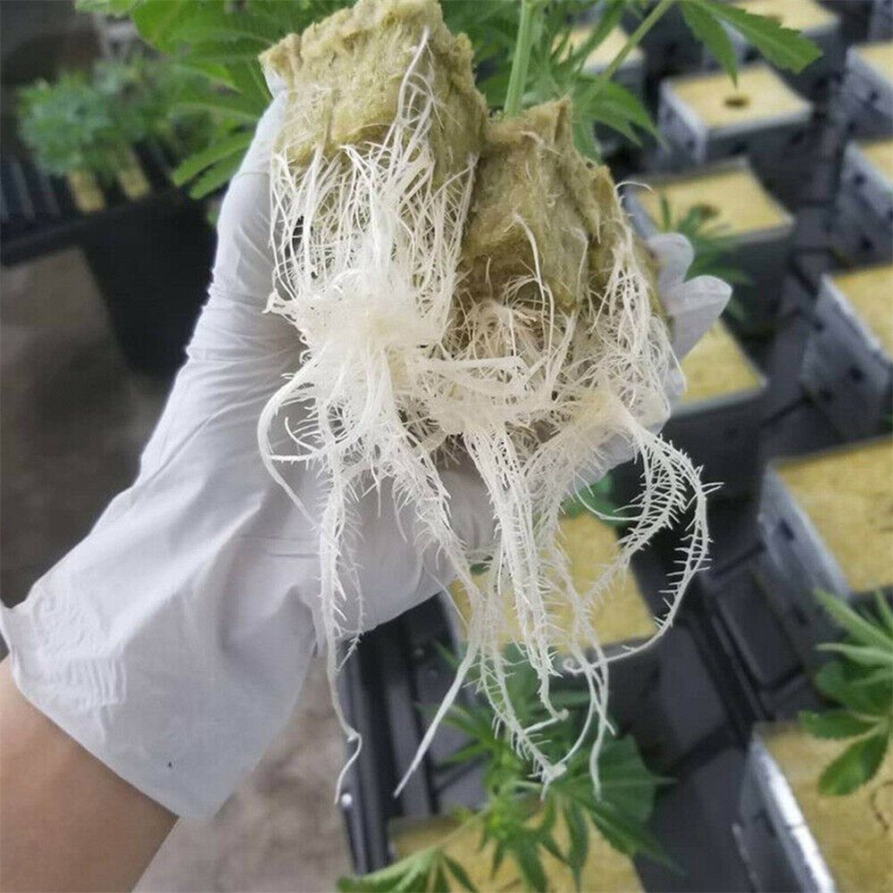 50/100Pcs Rockwool Stonewool Hydroponics Grow Starter Cubes Propagation Block 100pcs