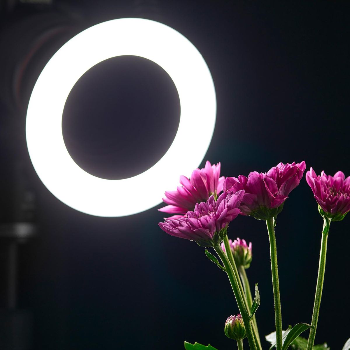 Godox RING72 Macro LED Video Light Professional Photography Fill Light 72PCS LED Beads Color Temperature 5600K 10 Levels of Adjustable Brightness with 49mm-77mm Adapter Ring for Camera Macro Photography