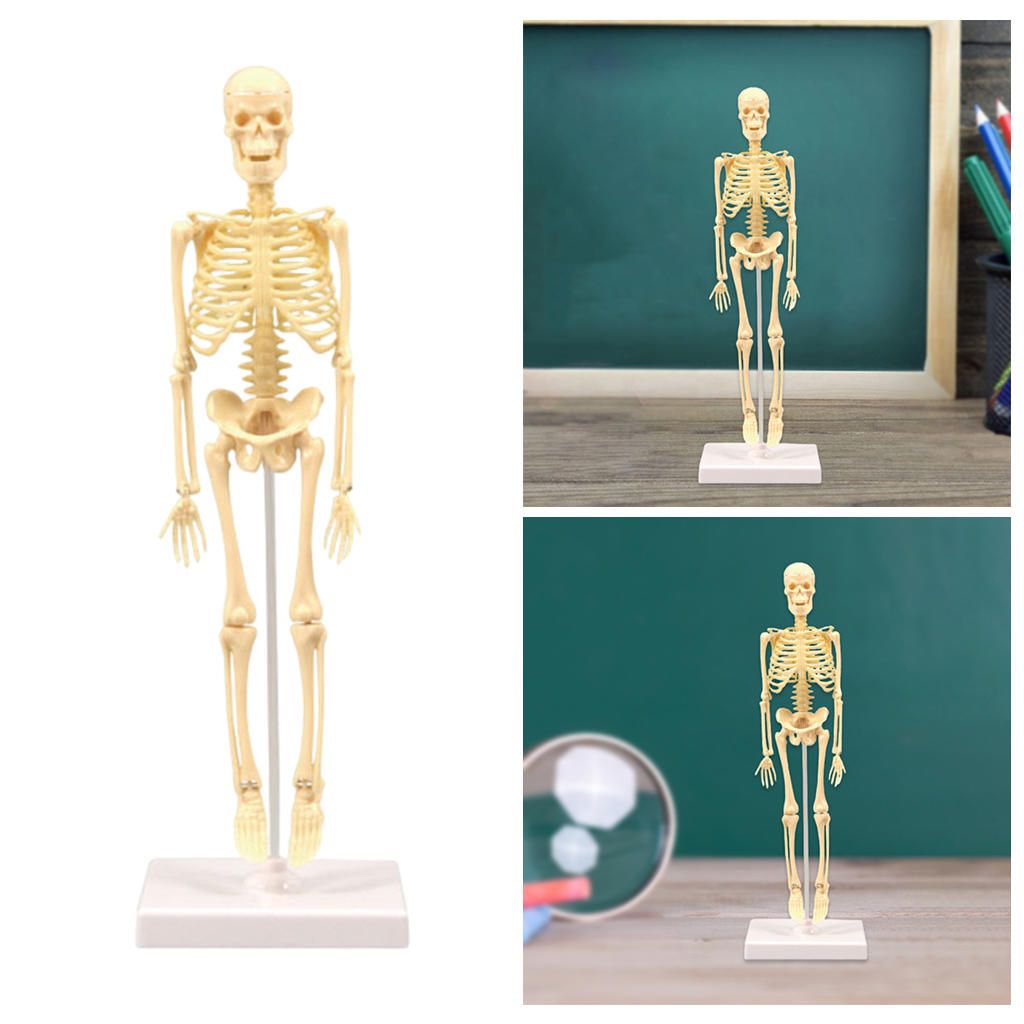 Human Anatomical Anatomy Skeleton Model Education Skeleton Models