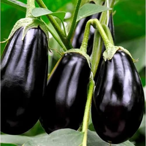 Eggplant Seed - Black Beauty