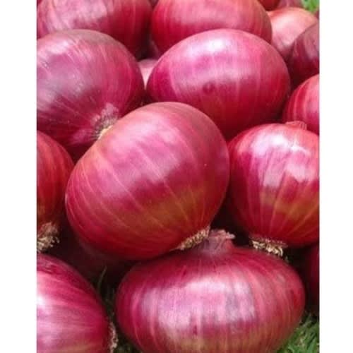 Red Creole Onion Seeds - 100g - 5 Tin