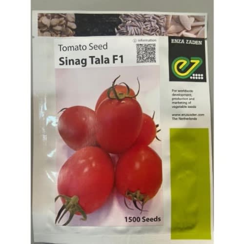 Sinag Tala F1 Hybrid Tomato Seeds - 1500 Seeds