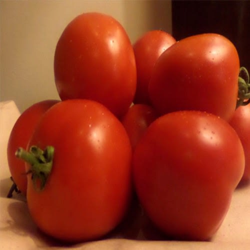 Sinag Tala F1 Hybrid Tomato Seeds - 1500 Seeds