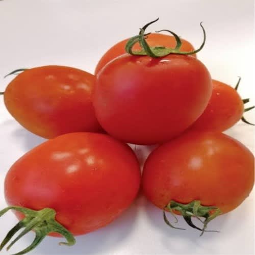 Sinag Tala F1 Hybrid Tomato Seeds - 1500 Seeds