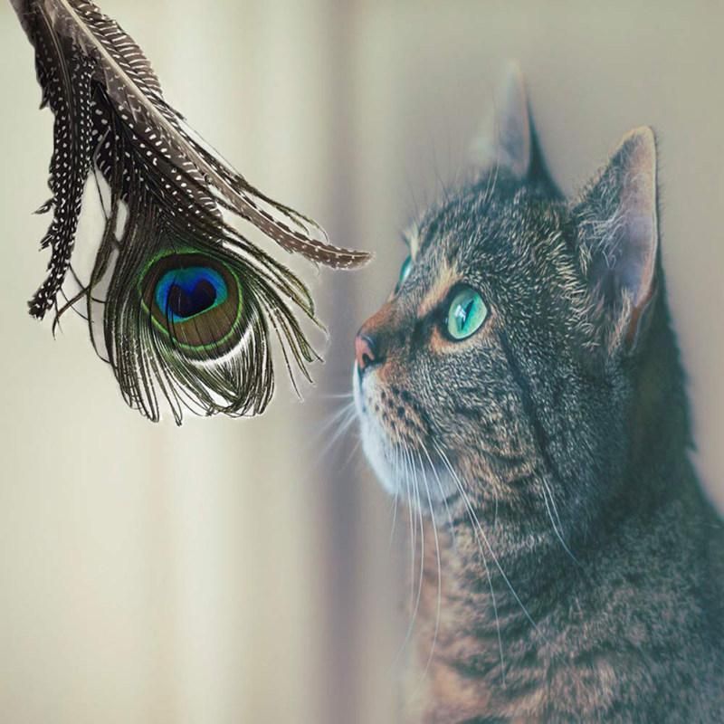 6Pcs Pet Cat Kitten Teaser Feather Bell Mouse Replacement-