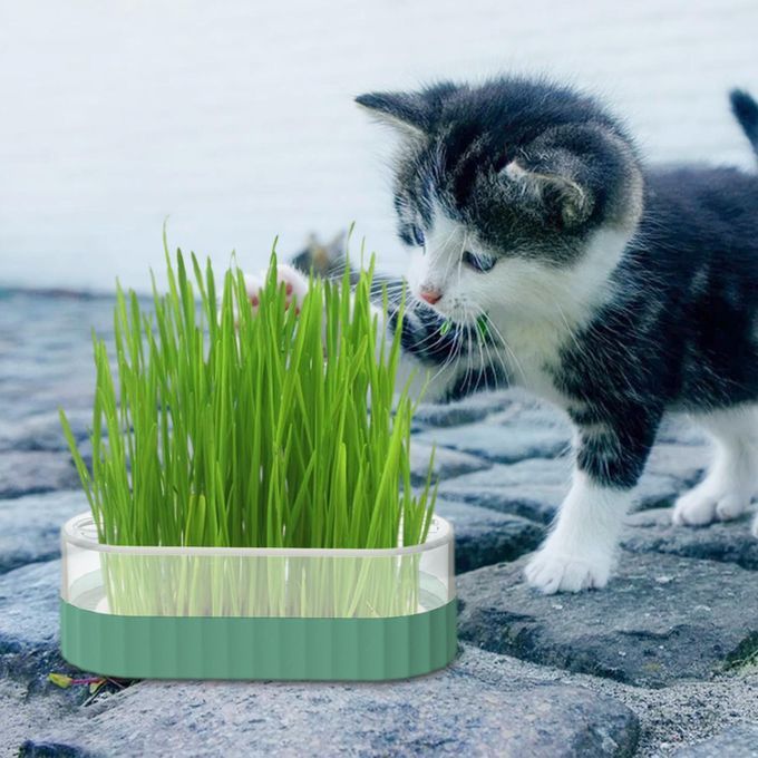 Sprouter Tray Nursery Tray Catnip Cultivation Box Pet Cat Blue