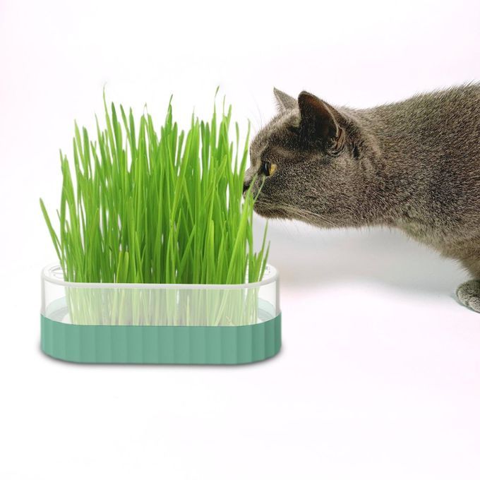 Sprouter Tray Nursery Tray Catnip Cultivation Box Pet Cat Blue