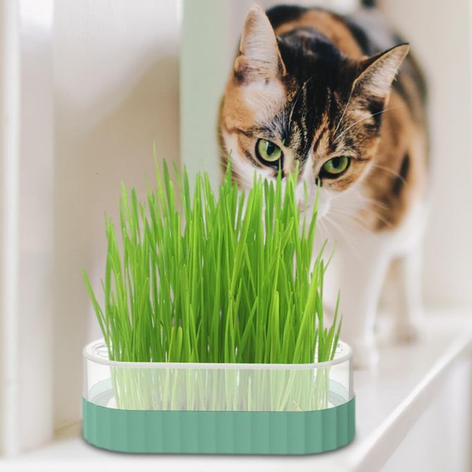 Sprouter Tray Nursery Tray Catnip Cultivation Box Pet Cat Blue
