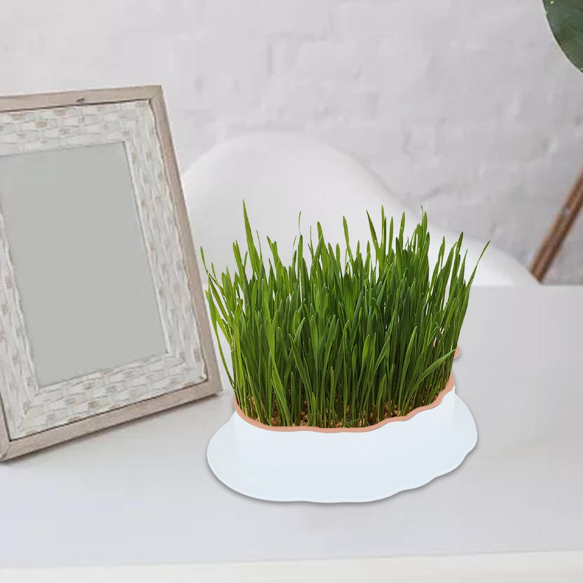 Cats Grass  Tray With Drain Holes White Color Orange