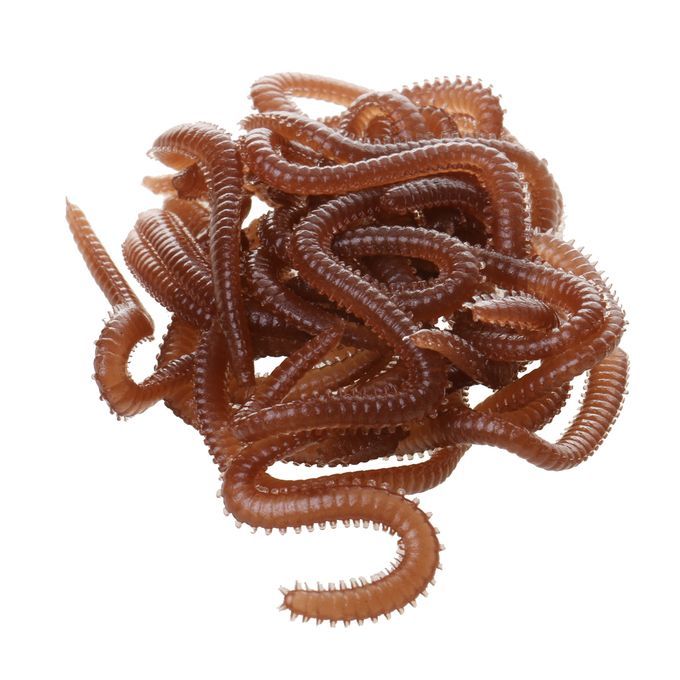 A Box Earth Worm Soft  Baits Great Imitation Flavored And Scented