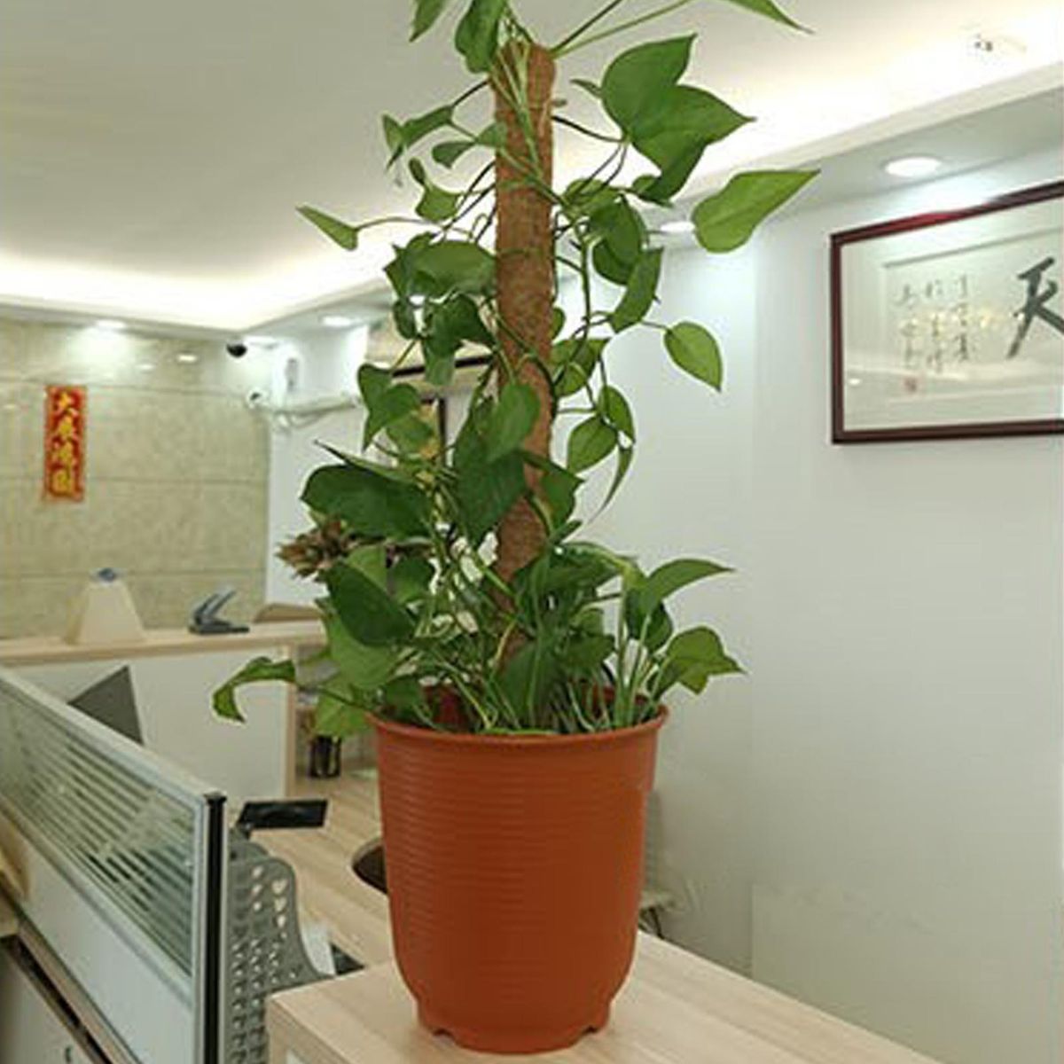 1 Set Plant Climbing Frame Plant Lover Gifts Plant Climbing Trellis B