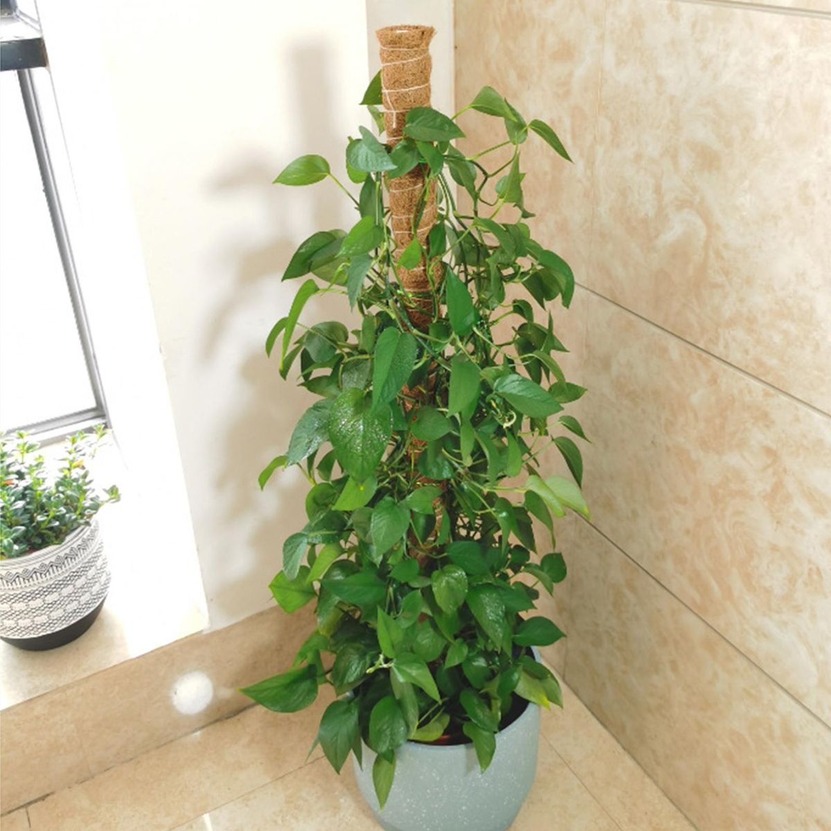 1 Set Plant Climbing Frame Plant Lover Gifts Plant Climbing Trellis B