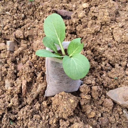 Seedling Raising Bags Garden Supplies Protection Nursery Pots Sizes 8*10cm