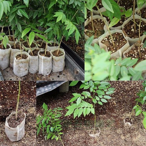 Seedling Raising Bags Garden Supplies Protection Nursery Pots Sizes 8*10cm