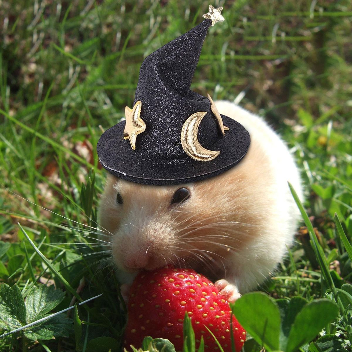 Pet Hats Funny  Headwear Plush Headgear Black